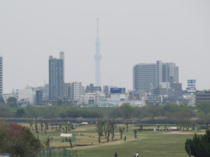 荒川河川敷からスカイツリーを望む