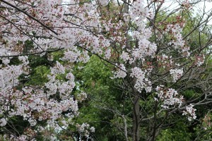 桜2