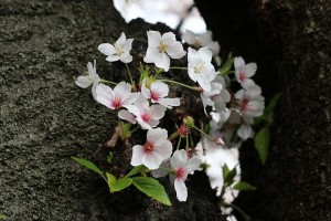 桜3