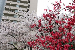 桜2